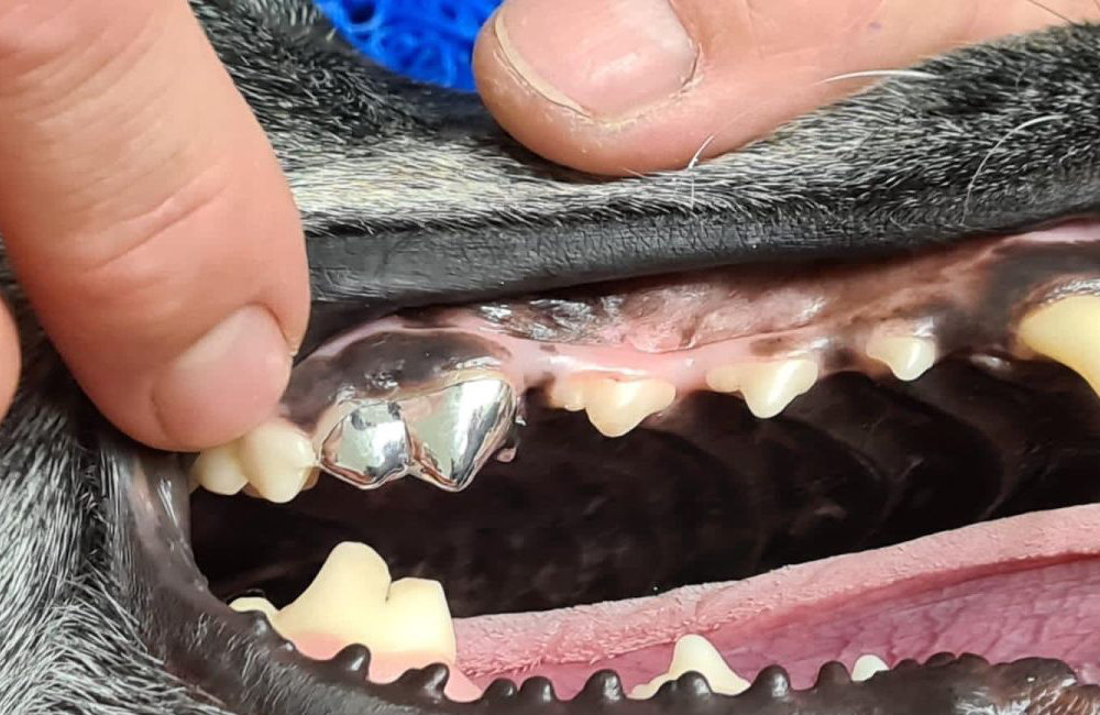 Zahnkronen für Hunde